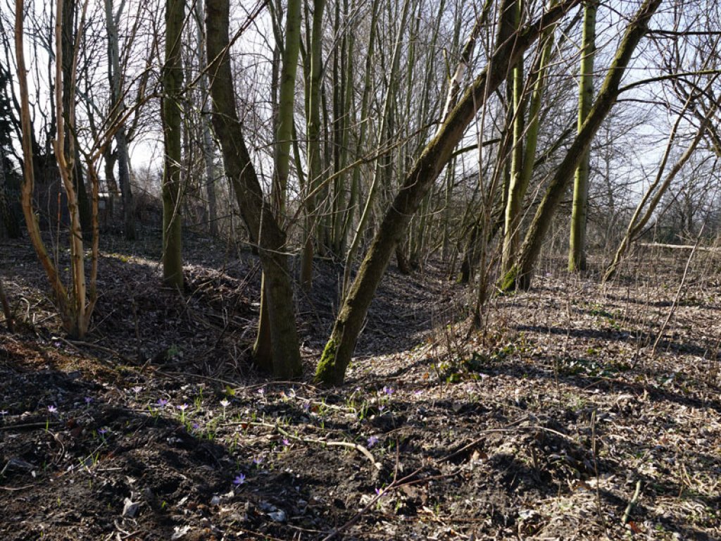 KfZ-Sperrgraben der DDR-Grenzanlagen zwischen Teltow-Seehof und Berlin-Lichterfelde; Aufnahme 2015