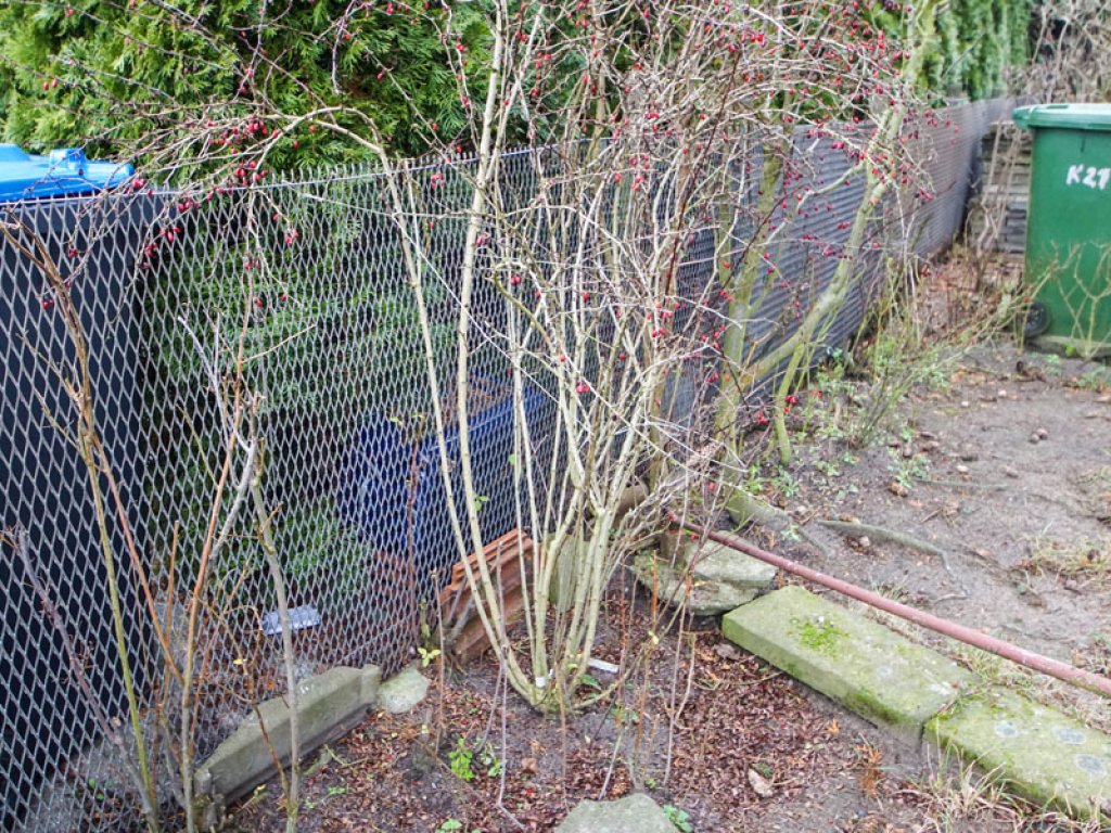 Rekonversion: Gartenzaun aus Streckmetallgitter der DDR-Grenzanlagen bei Hohen Neuendorf; Aufnahme 2015