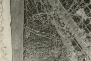 Dieter Wohlfahrt, shot at the Berlin Wall: The hole in the barbed wire that was supposed to facilitate an escape – but instead cost Dieter Wohlfahrt his life. (MfS photo) [Dec. 9, 1961]