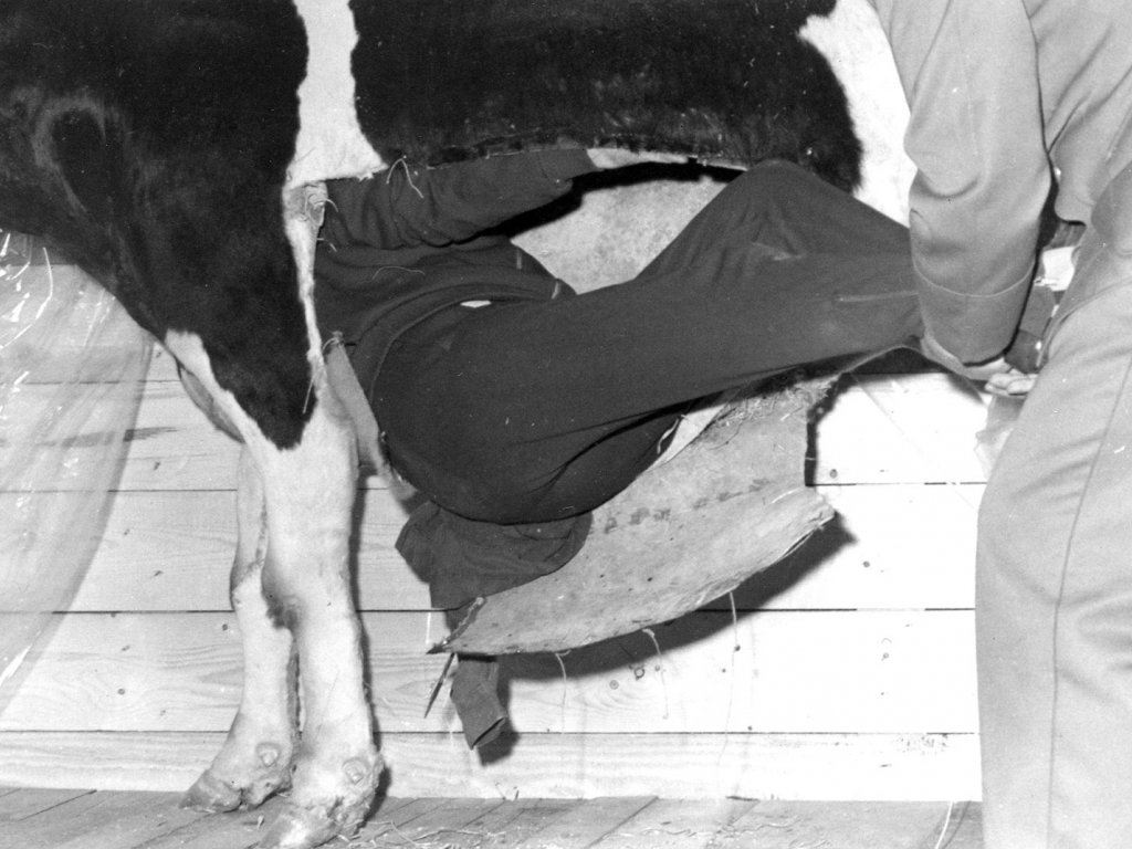 Gescheiterter Fluchtversuch, 17. Juli 1969: Die 28-Jährige wollte zu ihrem Verlobten in West-Berlin und versteckte sich in dem hohlen Körper der Kuh.