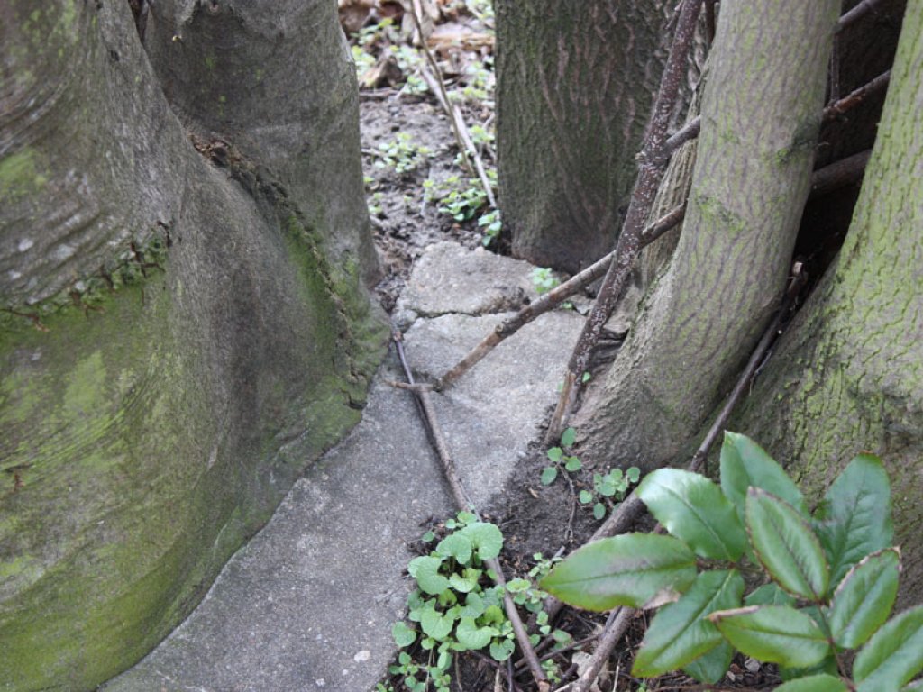 Eingewachsener Grenzpfosten im ehemaligen Todesstreifen zwischen Großziethen und Berlin-Lichtenrade; Aufnahme 2015