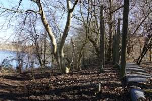 Doppelte Betonpfostenreihe des Streckmetallgitterzauns als vorderstes Sperrelement der DDR-Grenzanlagen am Teltowkanal zwischen Teltow-Seehof und Berlin-Lichterfelde (1); Aufnahme 2015